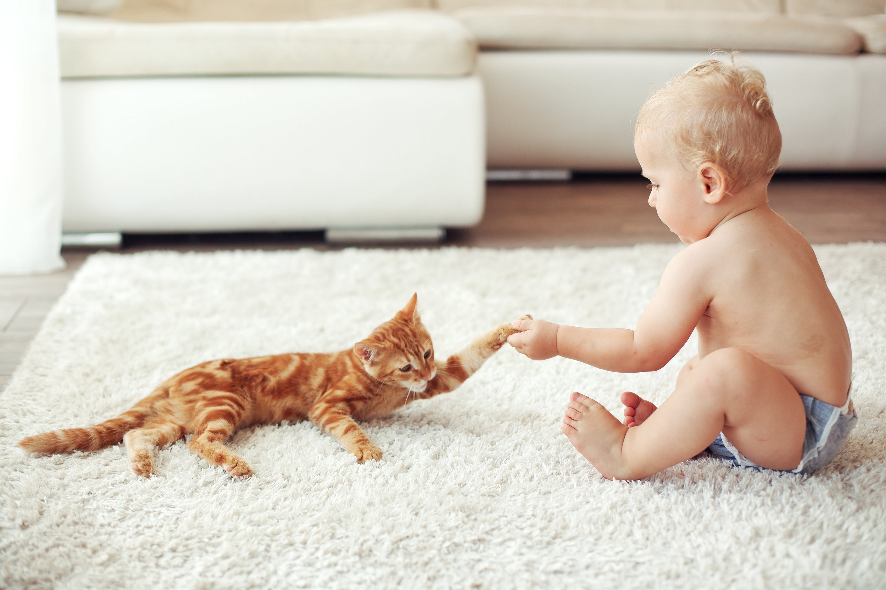 Ребенок играет с кошкой