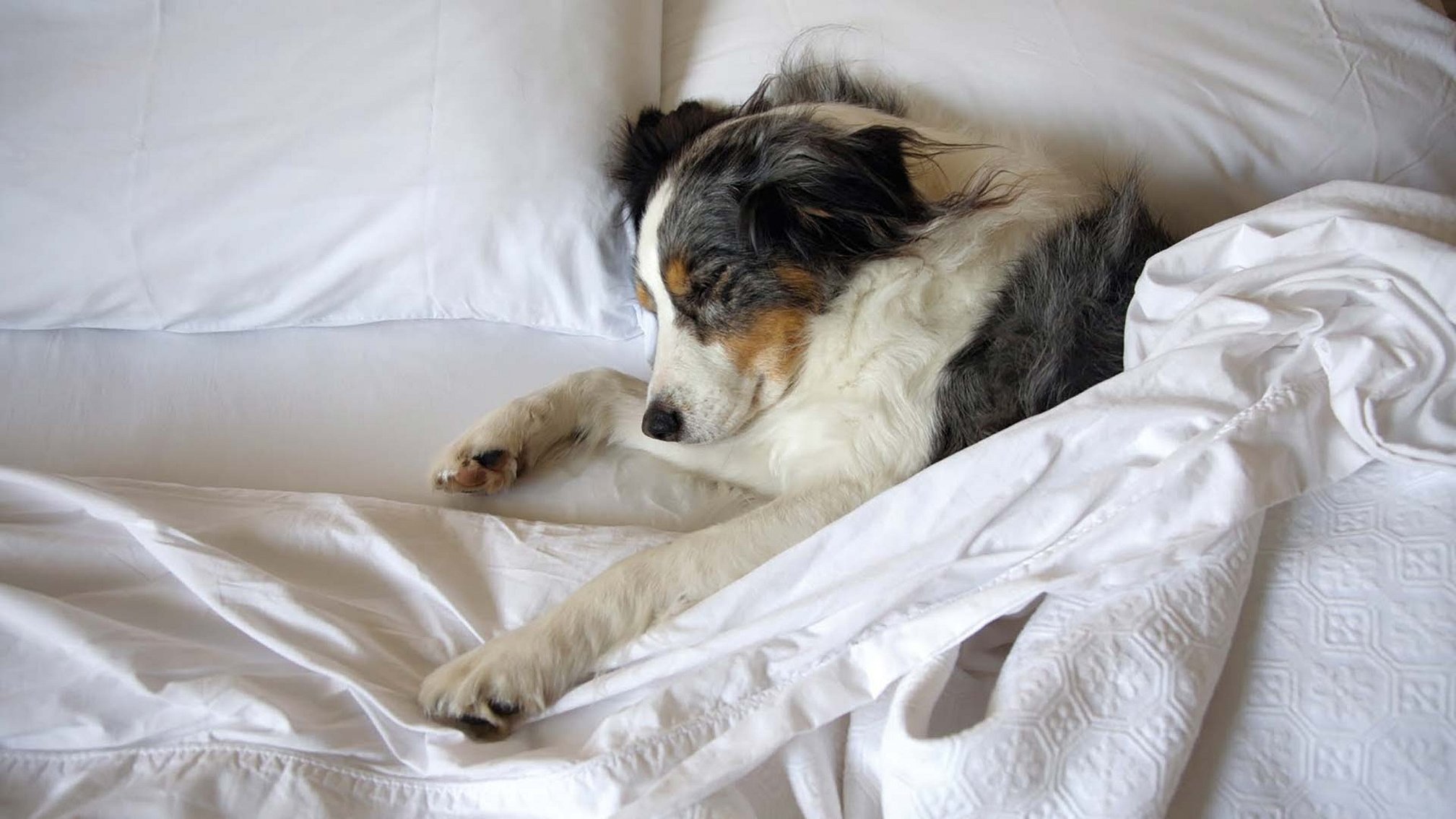 Спящие псы отзывы. Кровать для собаки. Собака в постели.