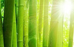Бамбуковые пледы - уникальная новинка. Как выбрать плед из бамбука?