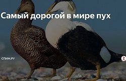 Гагачье одеяло - царский подарок! Пух гаги - что это такое и как собирают лучший в мире утеплитель.