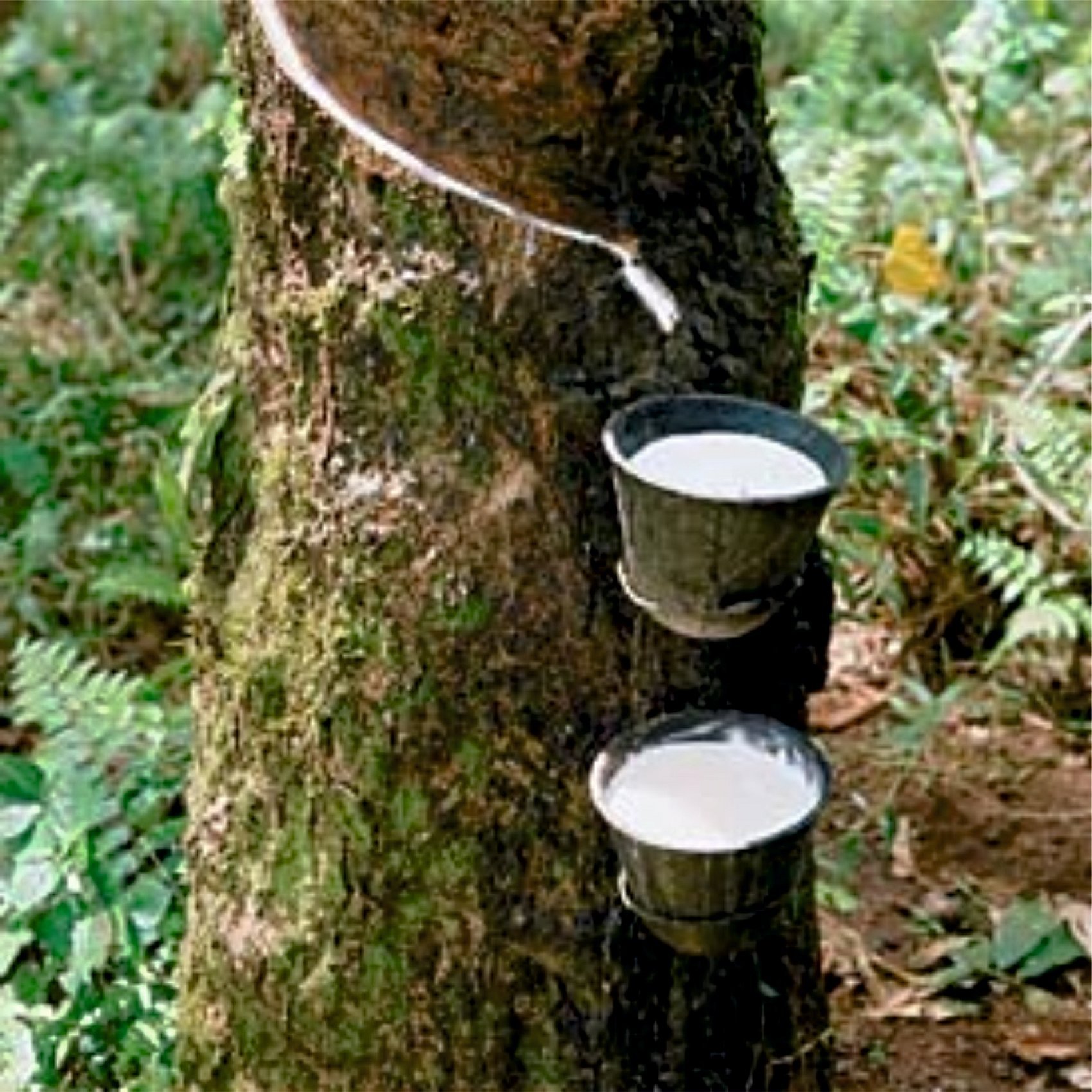 Натуральный каучук дерево гевея