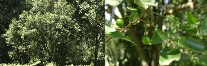 Macadamia integrifolia