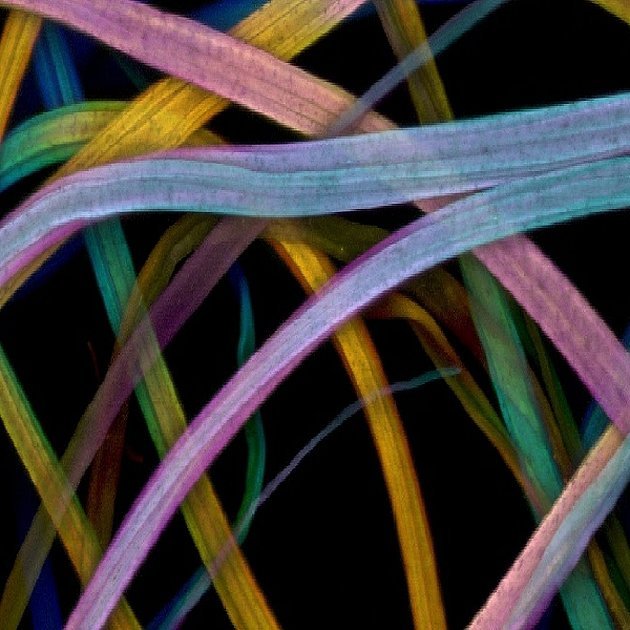 Ацетатное волокно под микроскопом