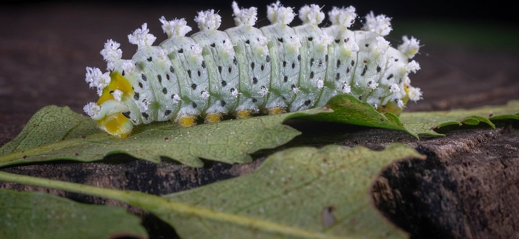Гусеница бабочки saturniidae caterpillar