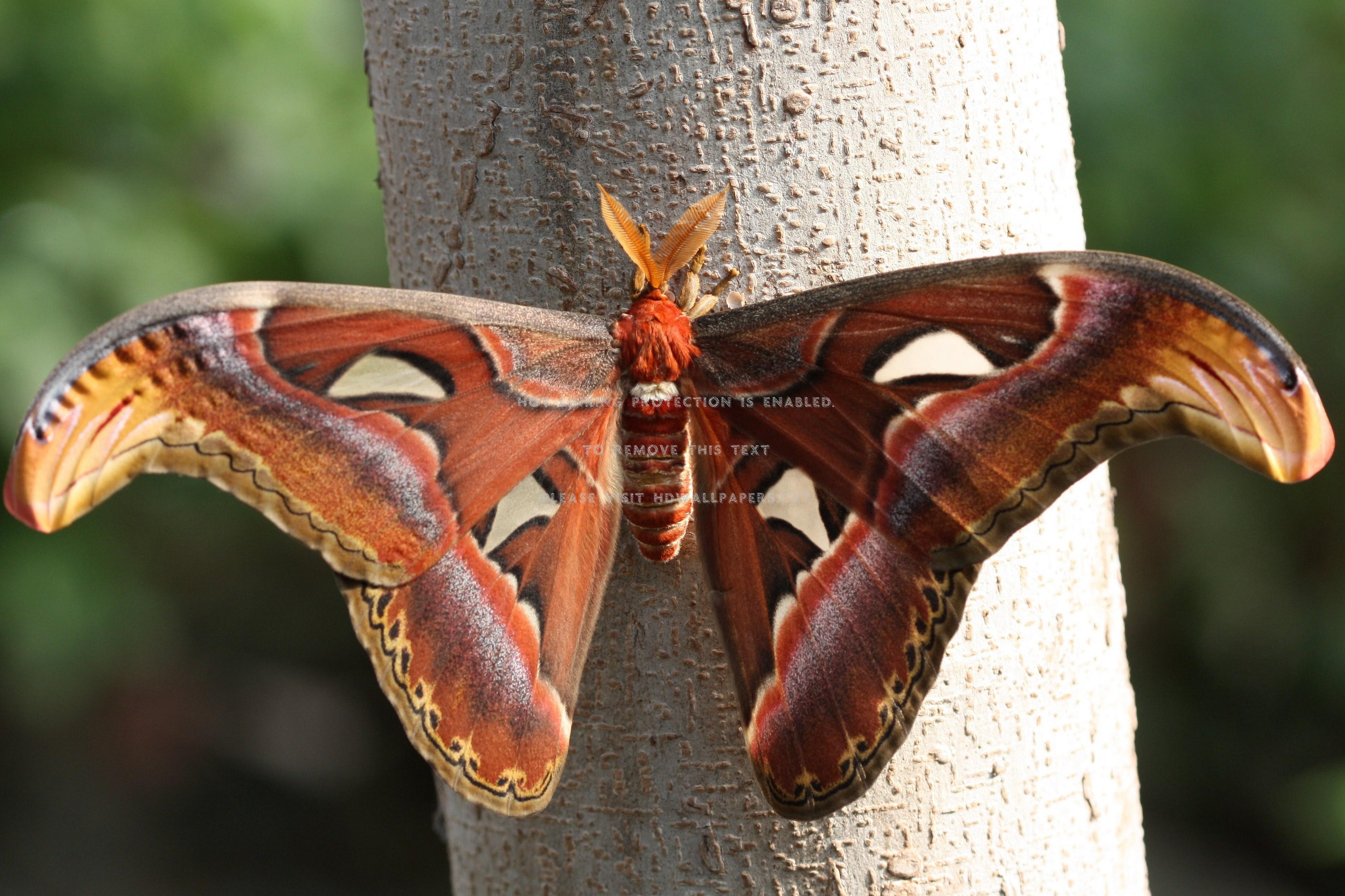 Attacus atlas бабочка
