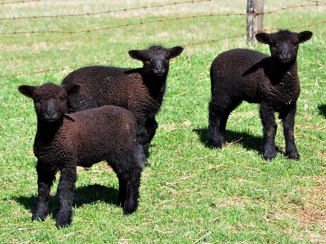 Овцы черного цвета. Баран каракульской породы. Каракулевая порода овец. Каракуль порода овец. Ягнят каракульской породы.
