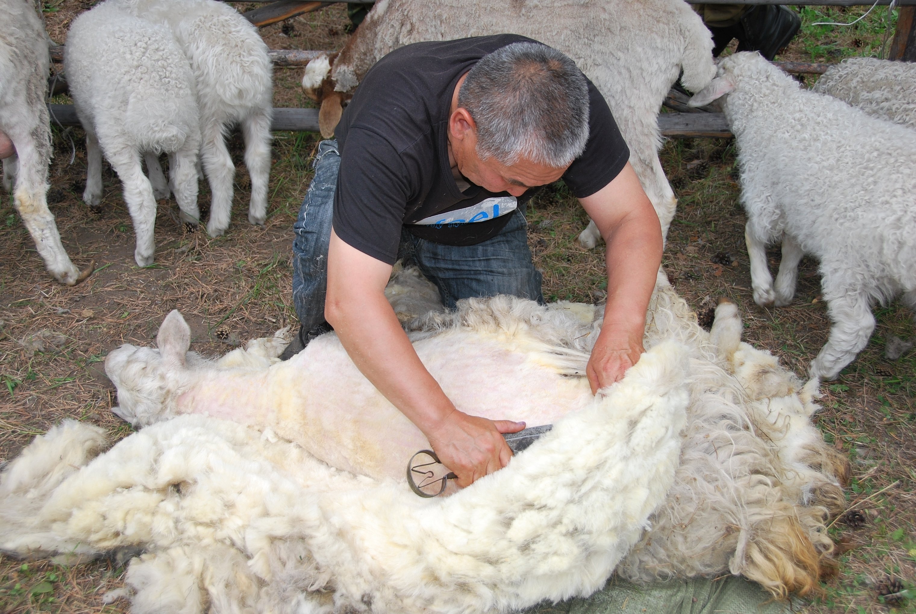 Стрижка овец в хакасии