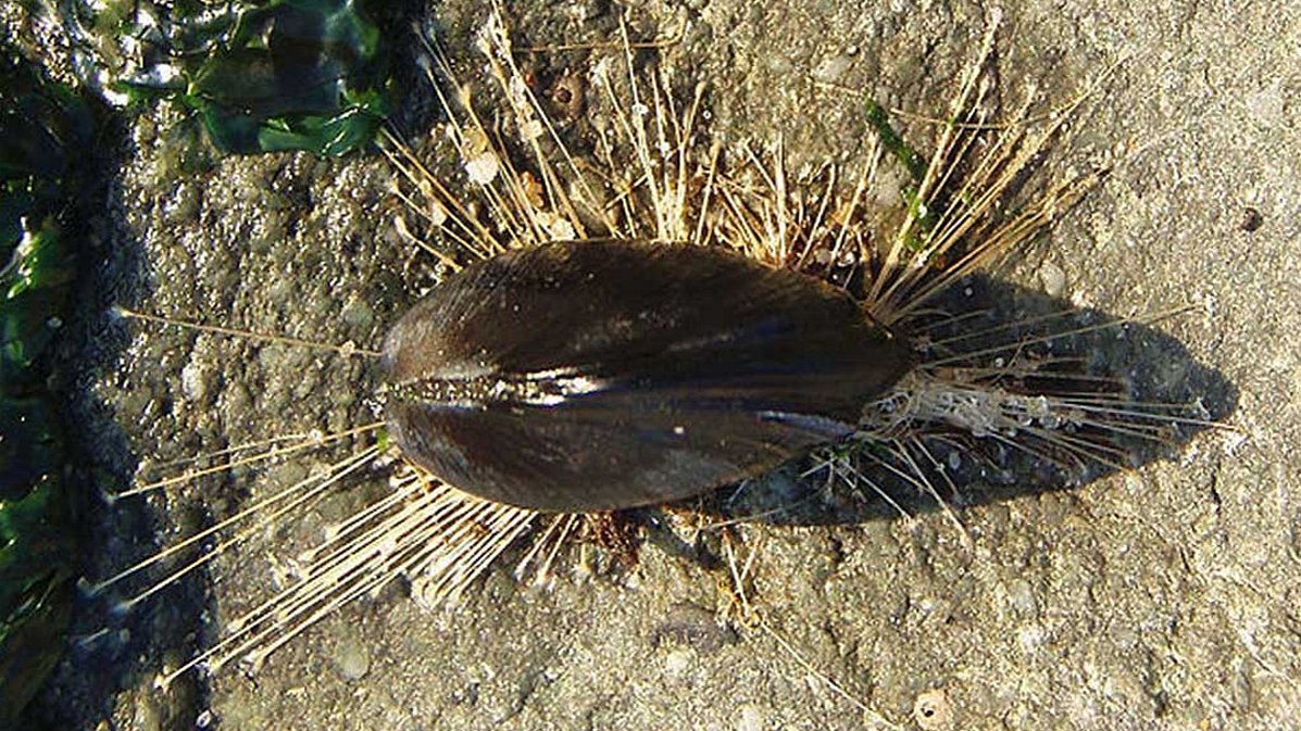 Mytilus californianus