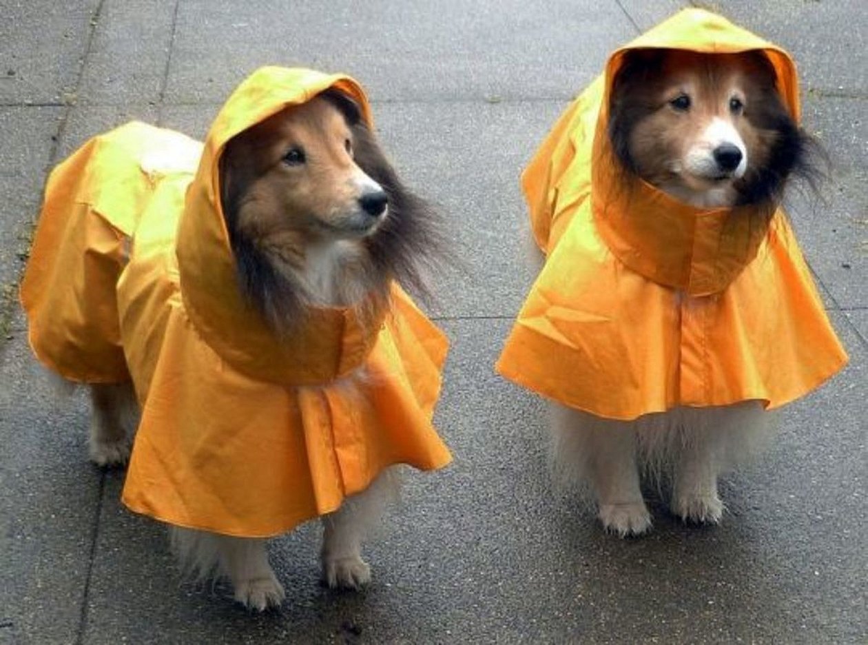 Dogs life raincoat костюмы для собак