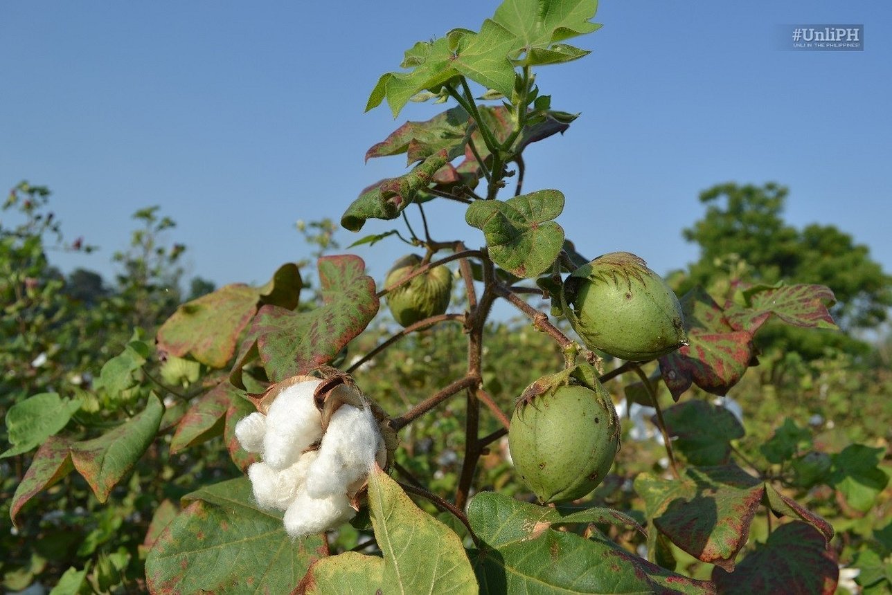 Gossypium arboreum хлопчатник древовидный