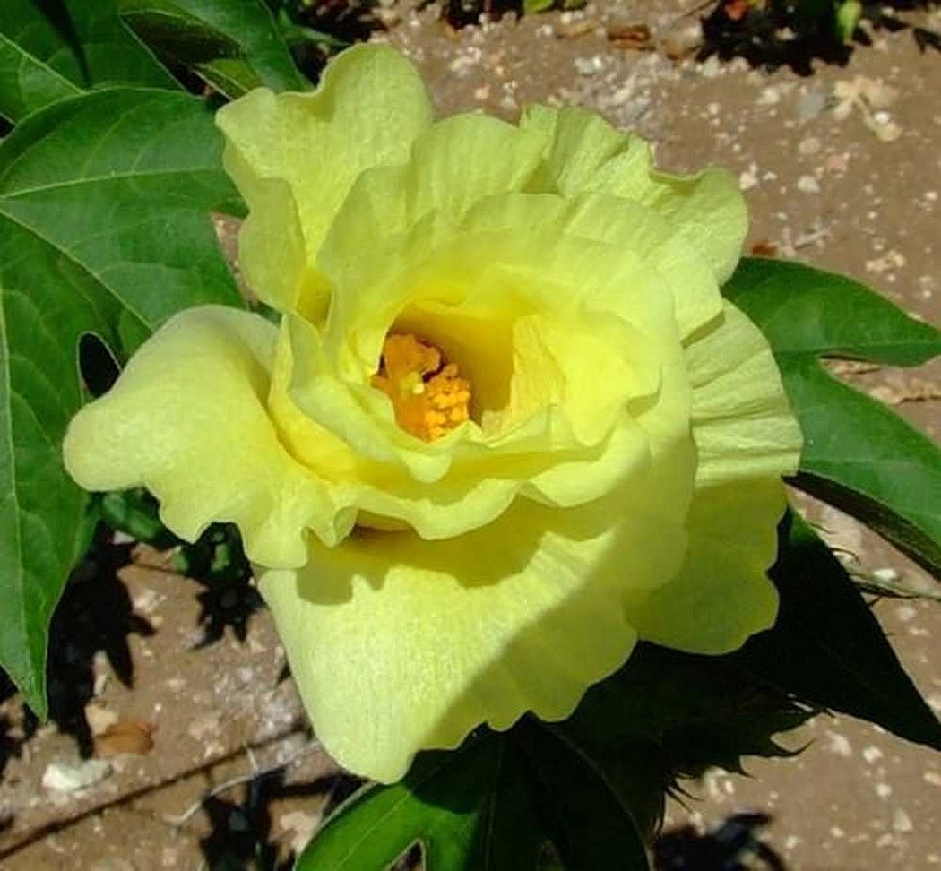 Хлопчатник цветок желтый