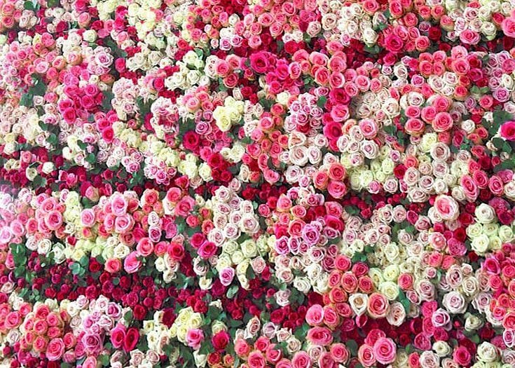 Цветочная стена розы