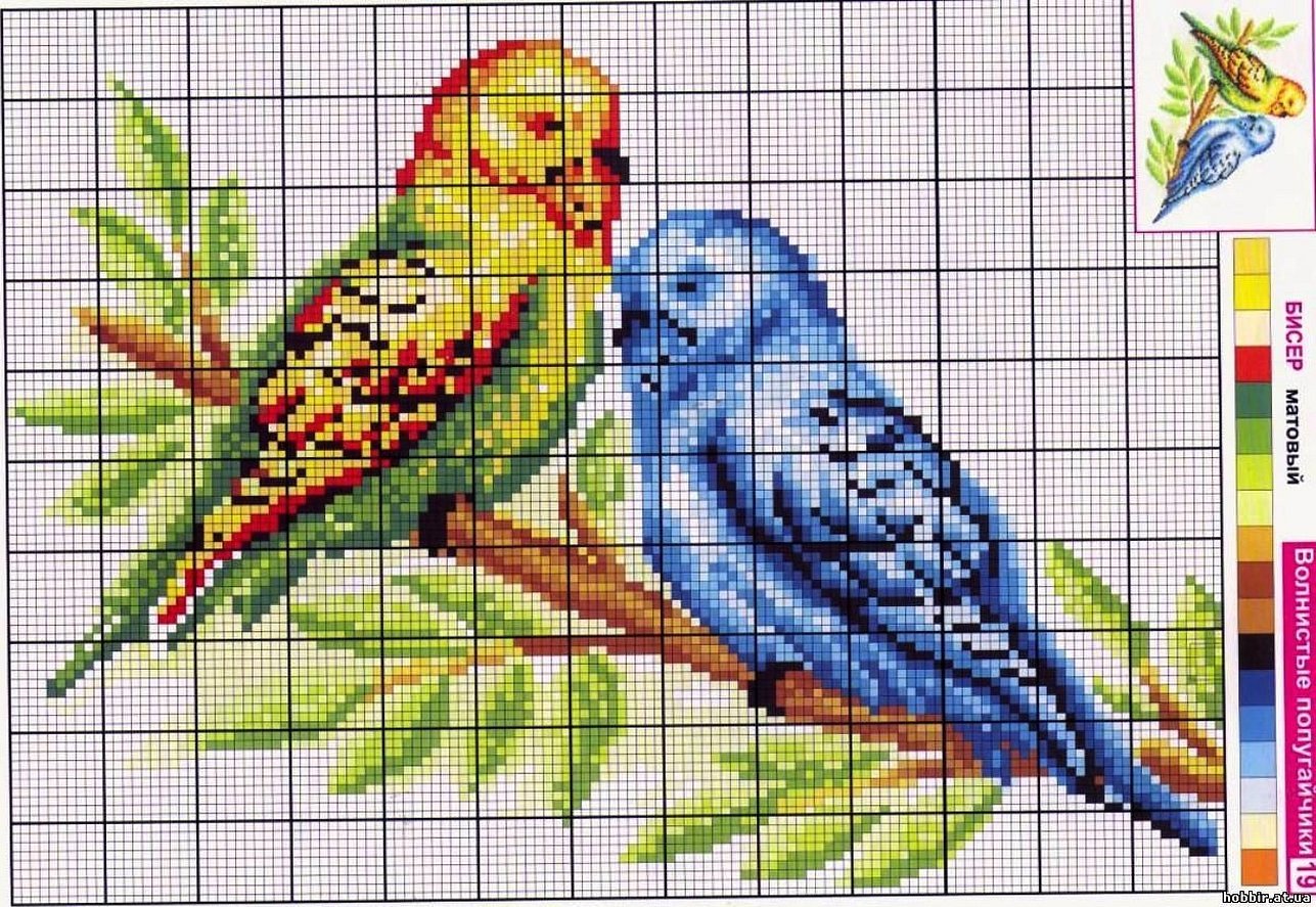 Схема для вышивания попугайчики