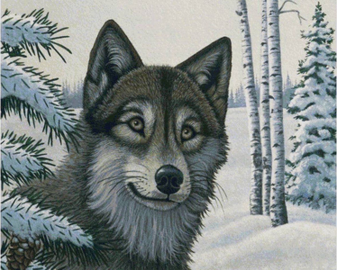 Картина по номерам волк royal