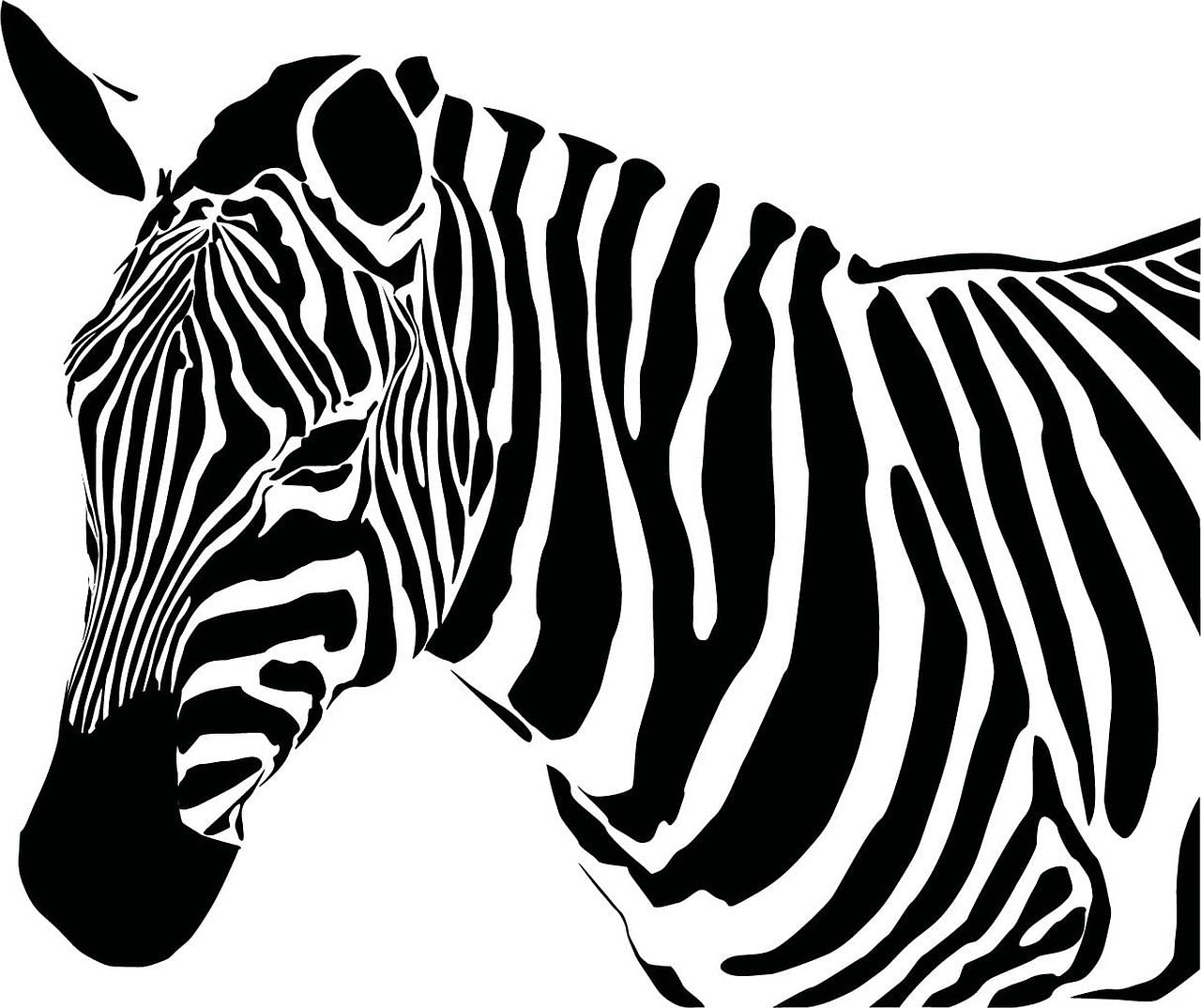 Зебра картины черно белые
