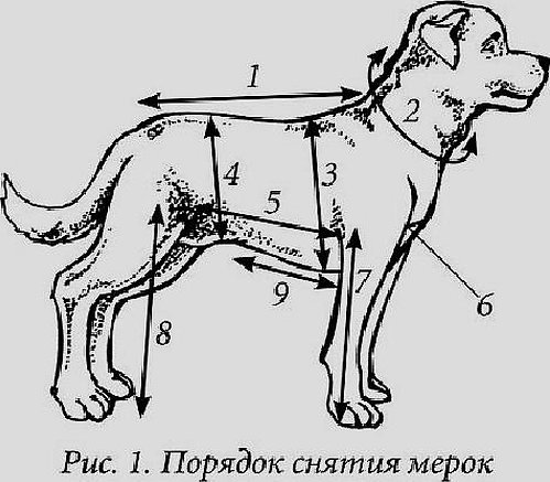 Схема основных промеров собак