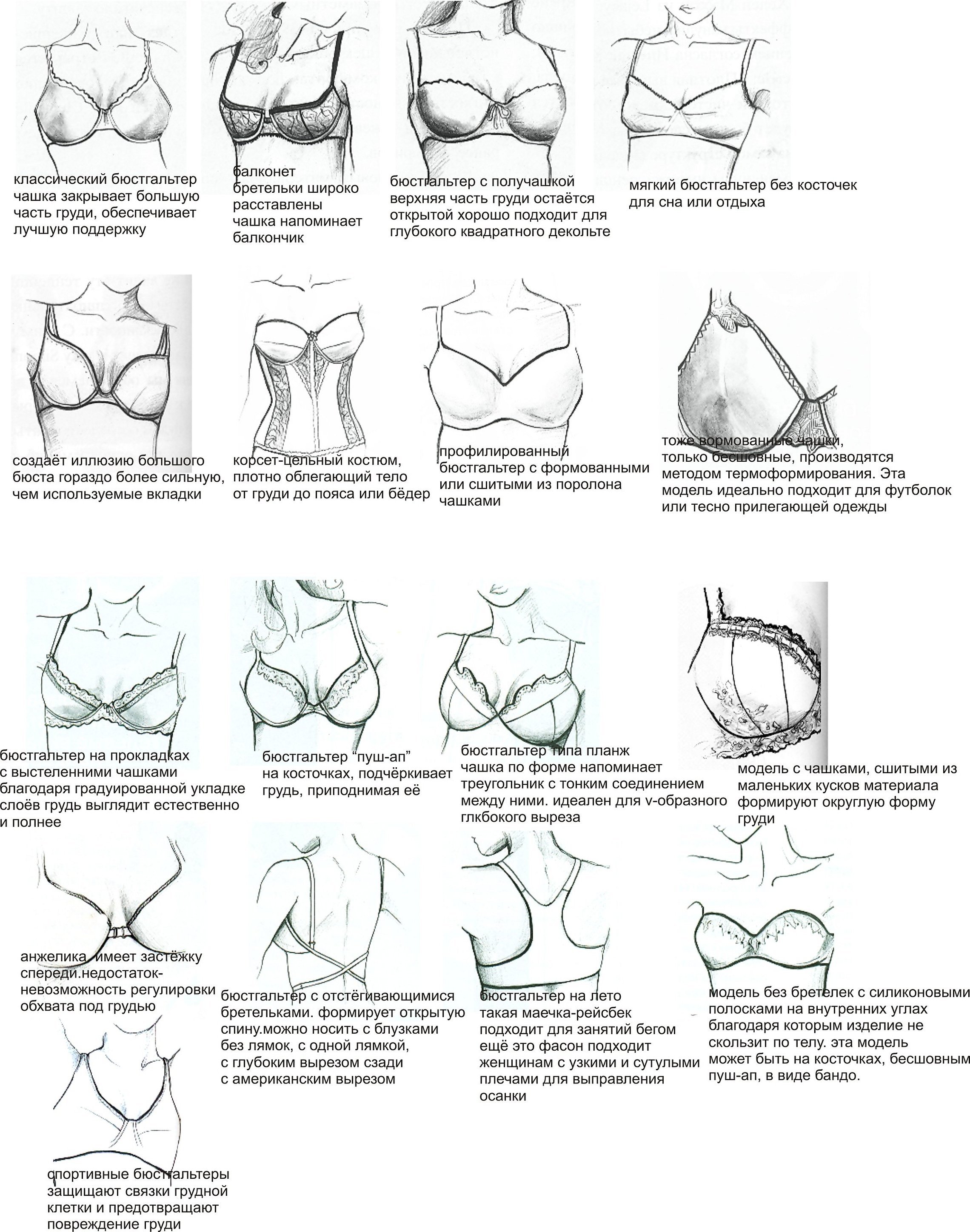 Описание женской груди