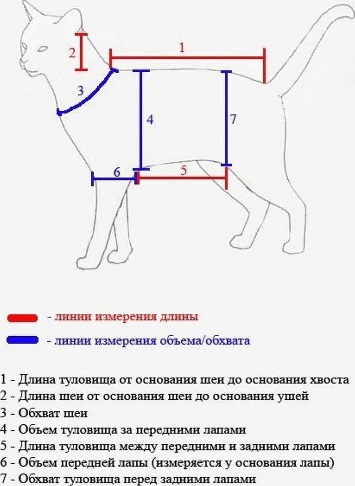 Одежда для французского бульдога своими руками выкройки