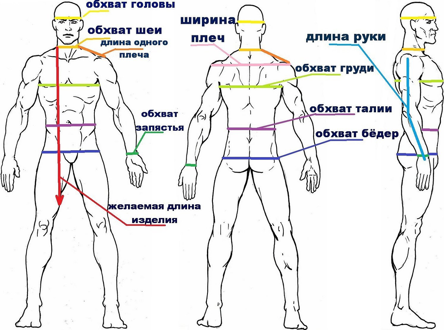 Обхват плеч обхват груди