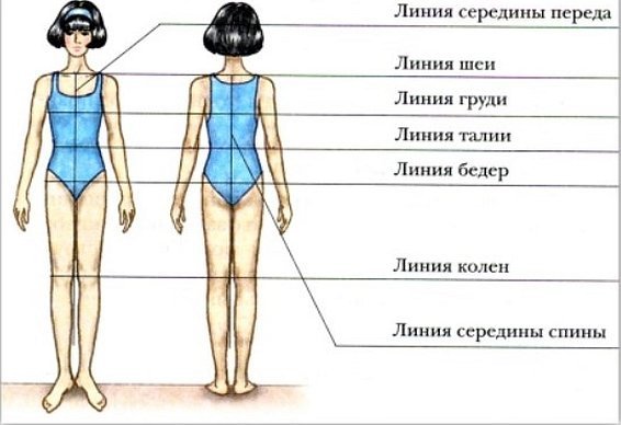 Основные конструктивные линии фигуры человека