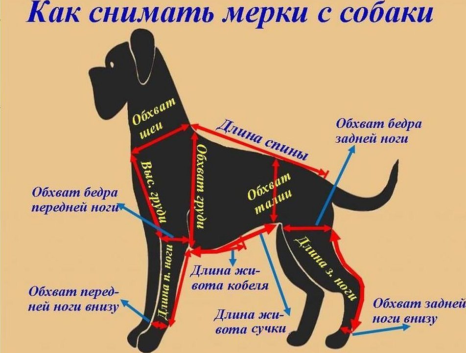 Мерки с собаки для пошива комбинезона