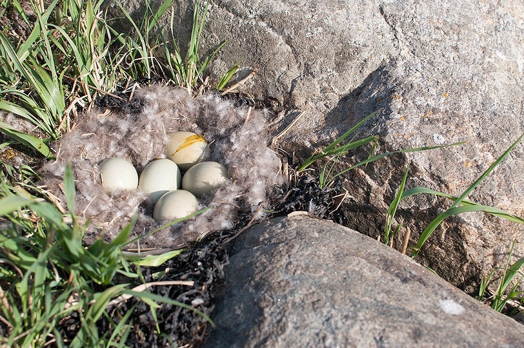 Гнездо свиязи с яйцами
