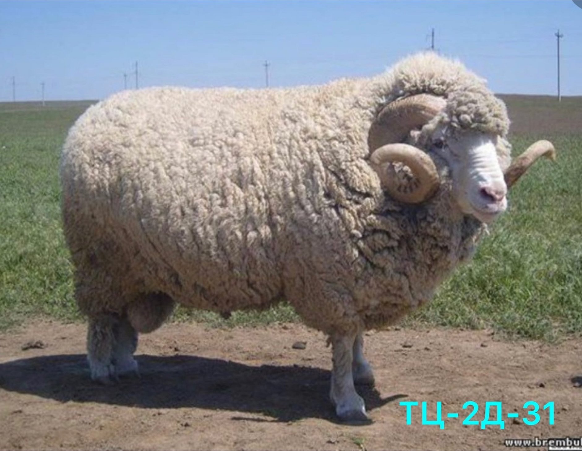 Алтайская тонкорунная порода овец
