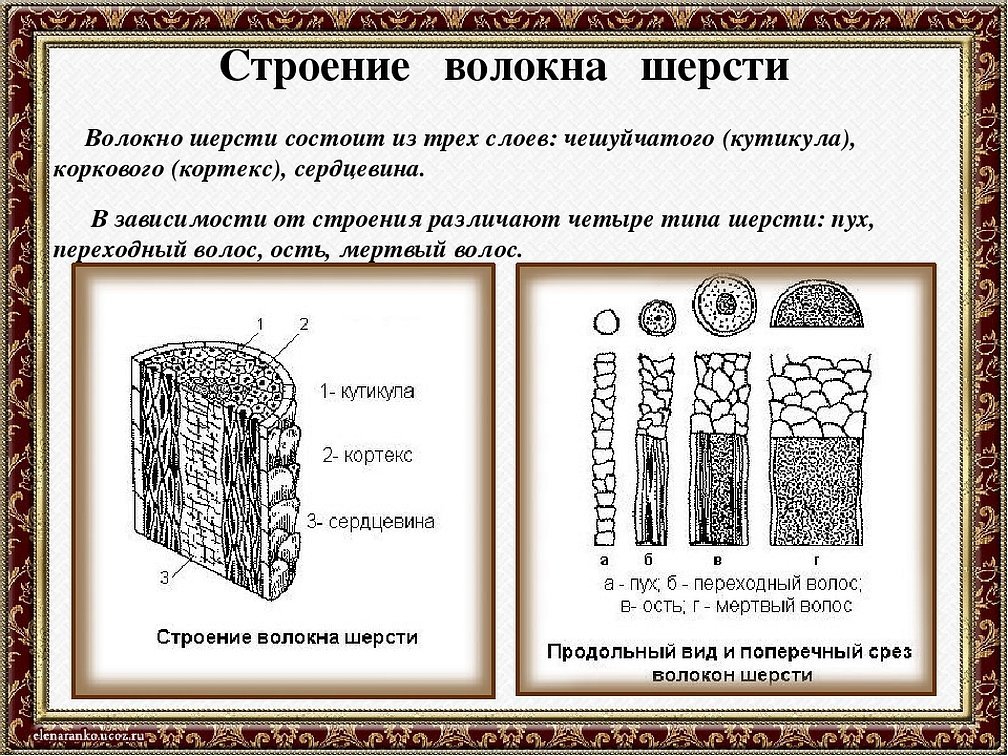 Строение шерстяных волокон пух ость