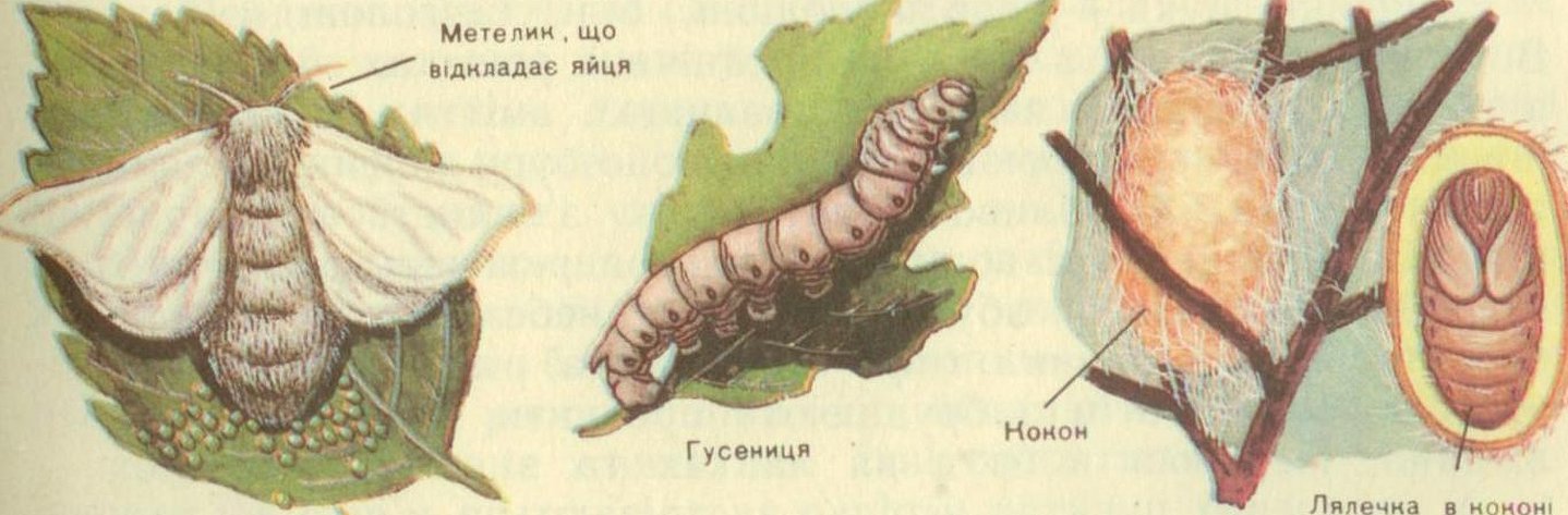 Стадии гусеница бабочка