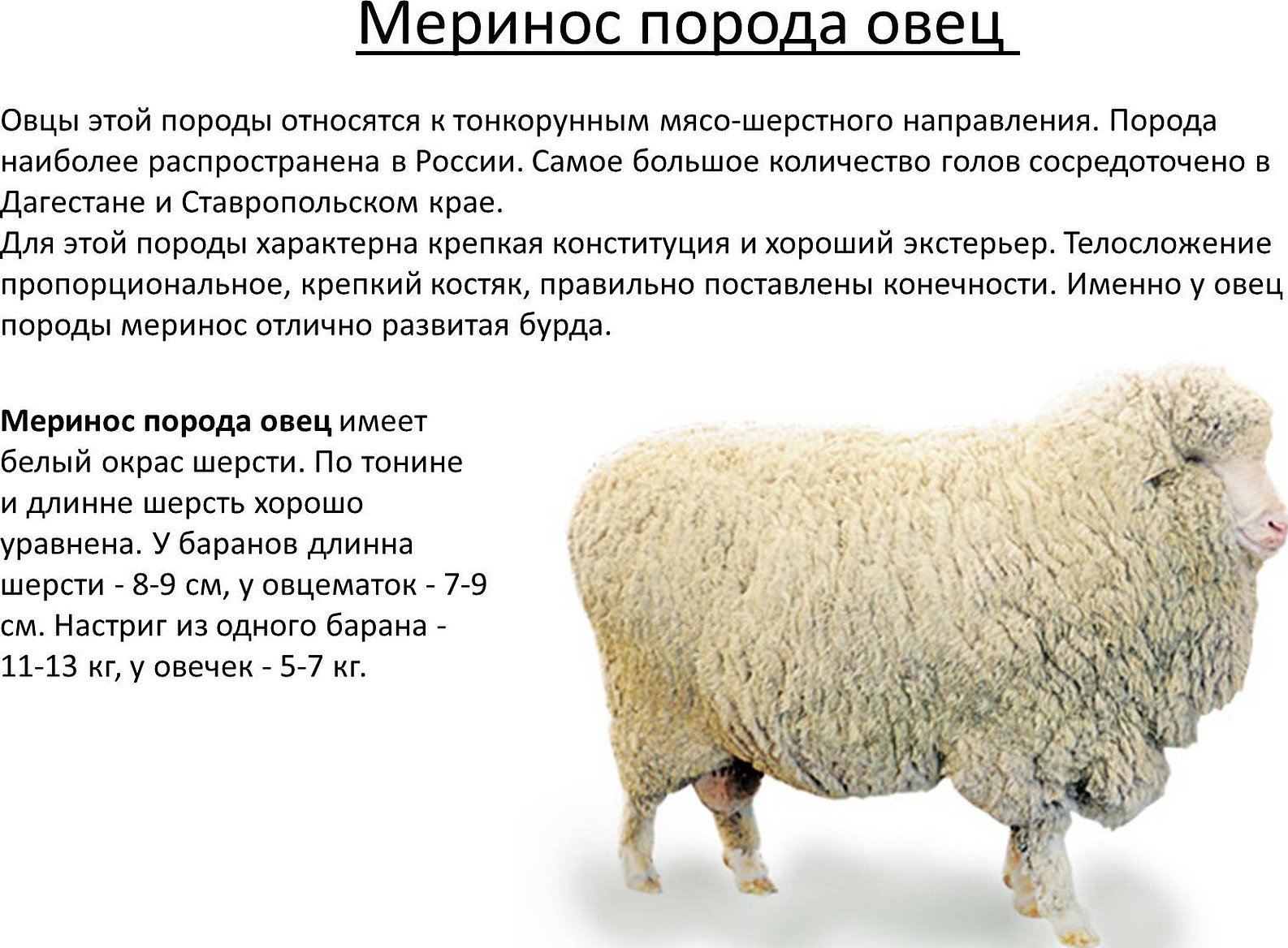 Киргизская тонкорунная порода овец