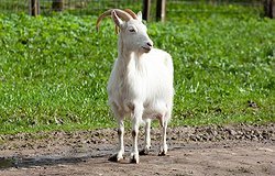 Козья шерсть: гладкокрашеная мягкая ткань из меха коз, описание и применение