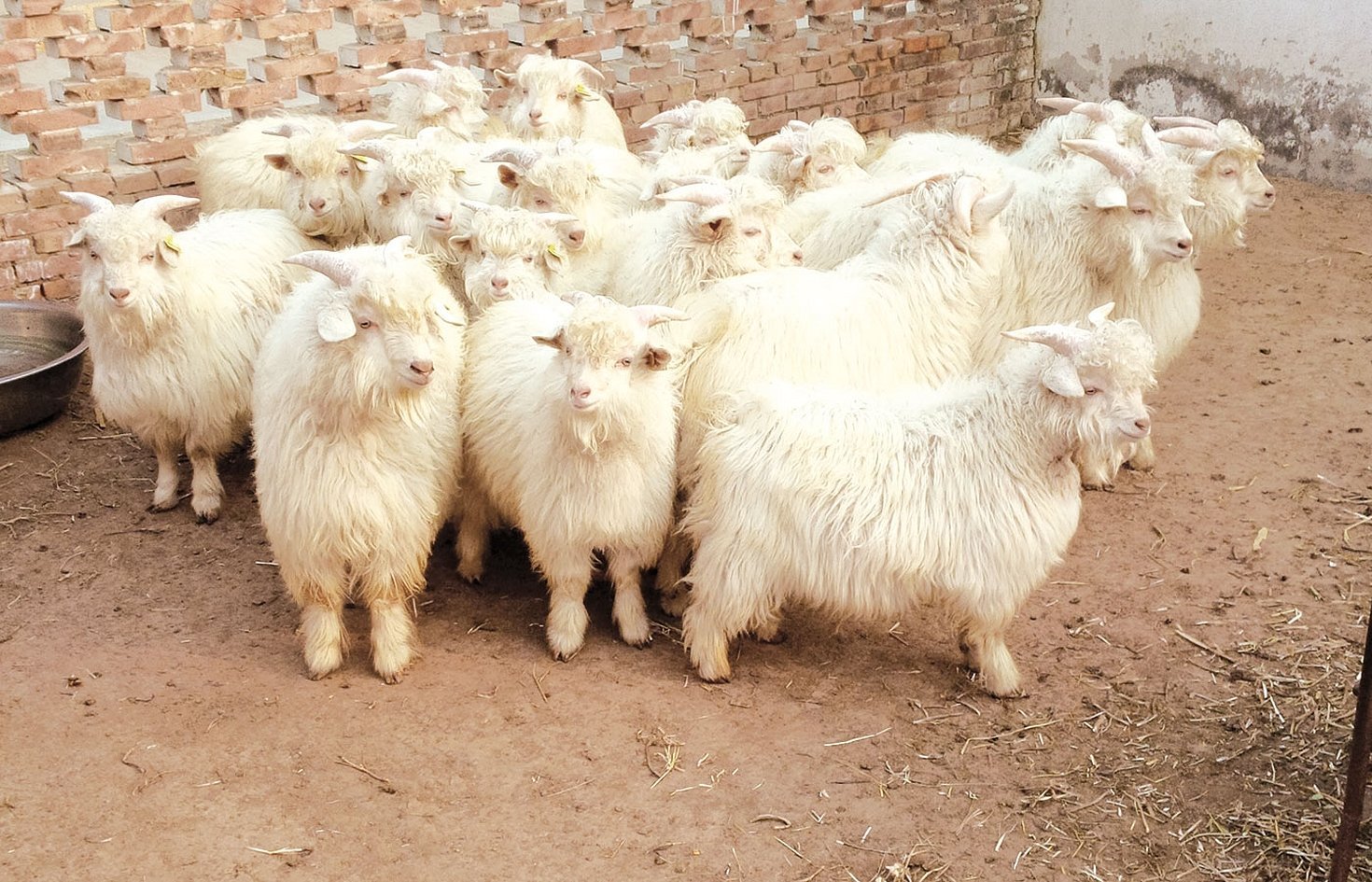 Таджикская шёрстная порода коз ангорского типа