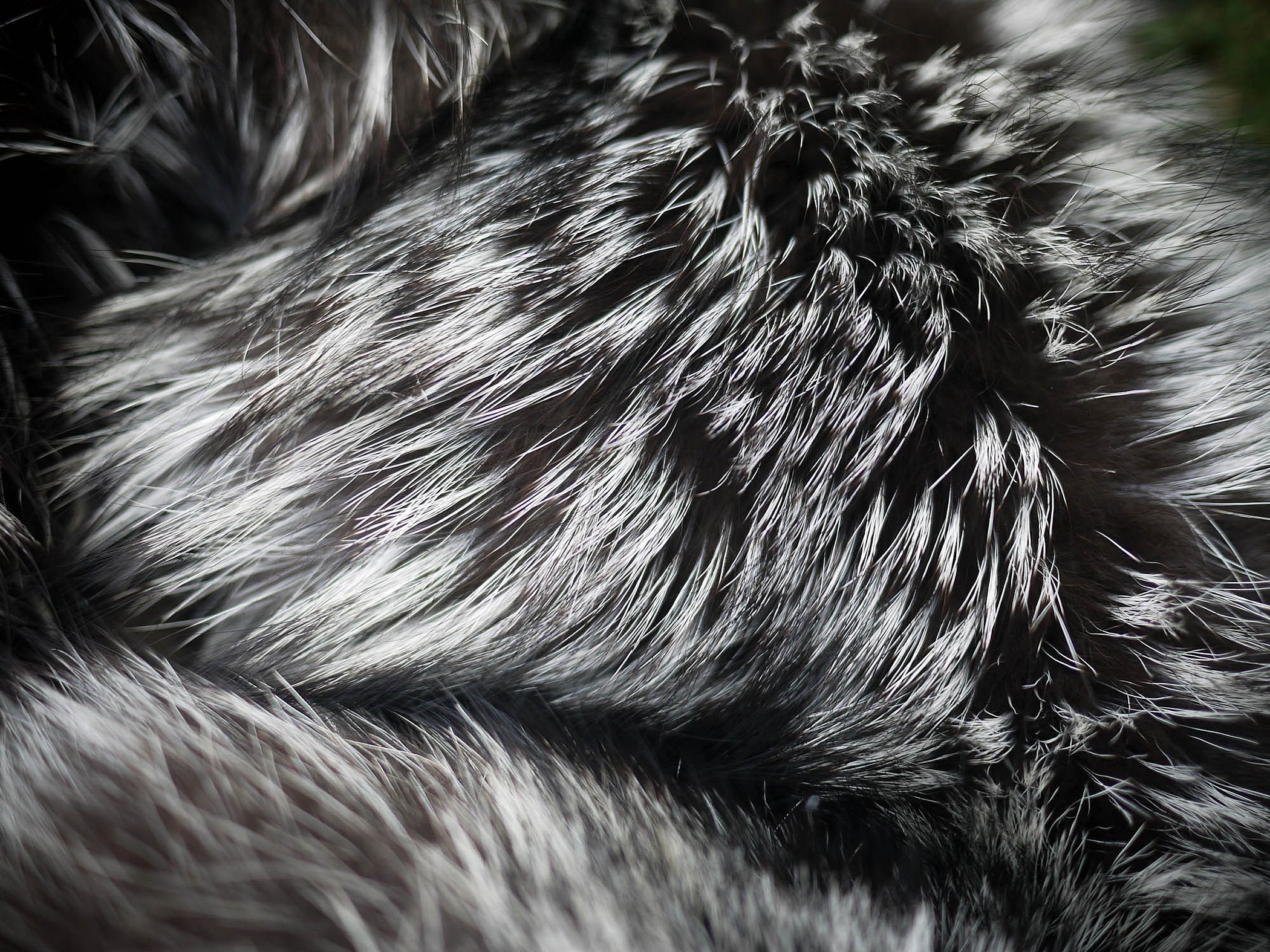 Чернобурая лисица мех