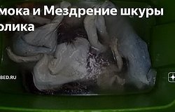 Натуральный мех: виды, система маркировки изделий, какие бывают для шуб