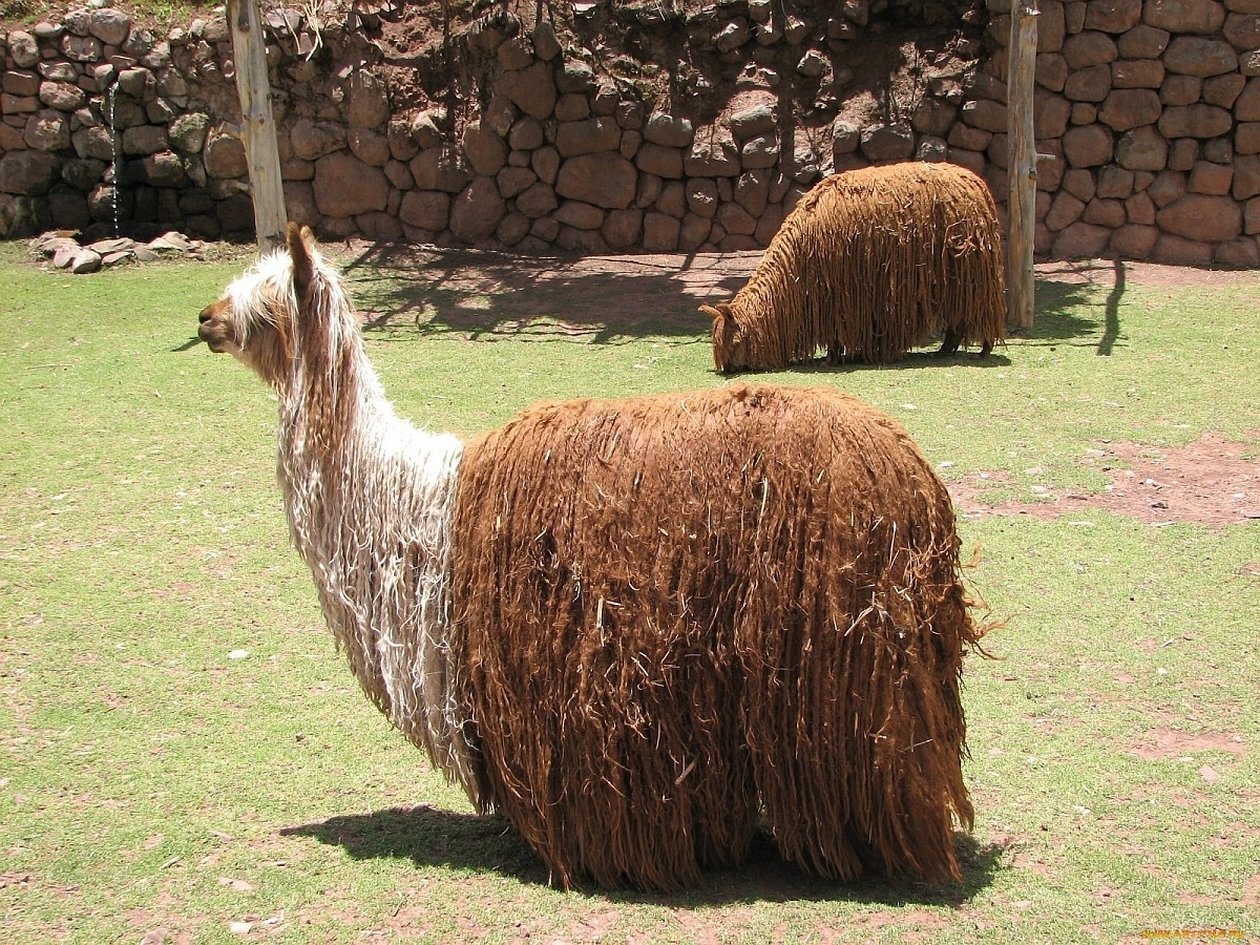 Перуанские альпаки