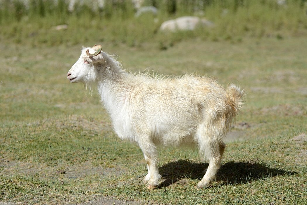 Белый зааненской козёл камолый