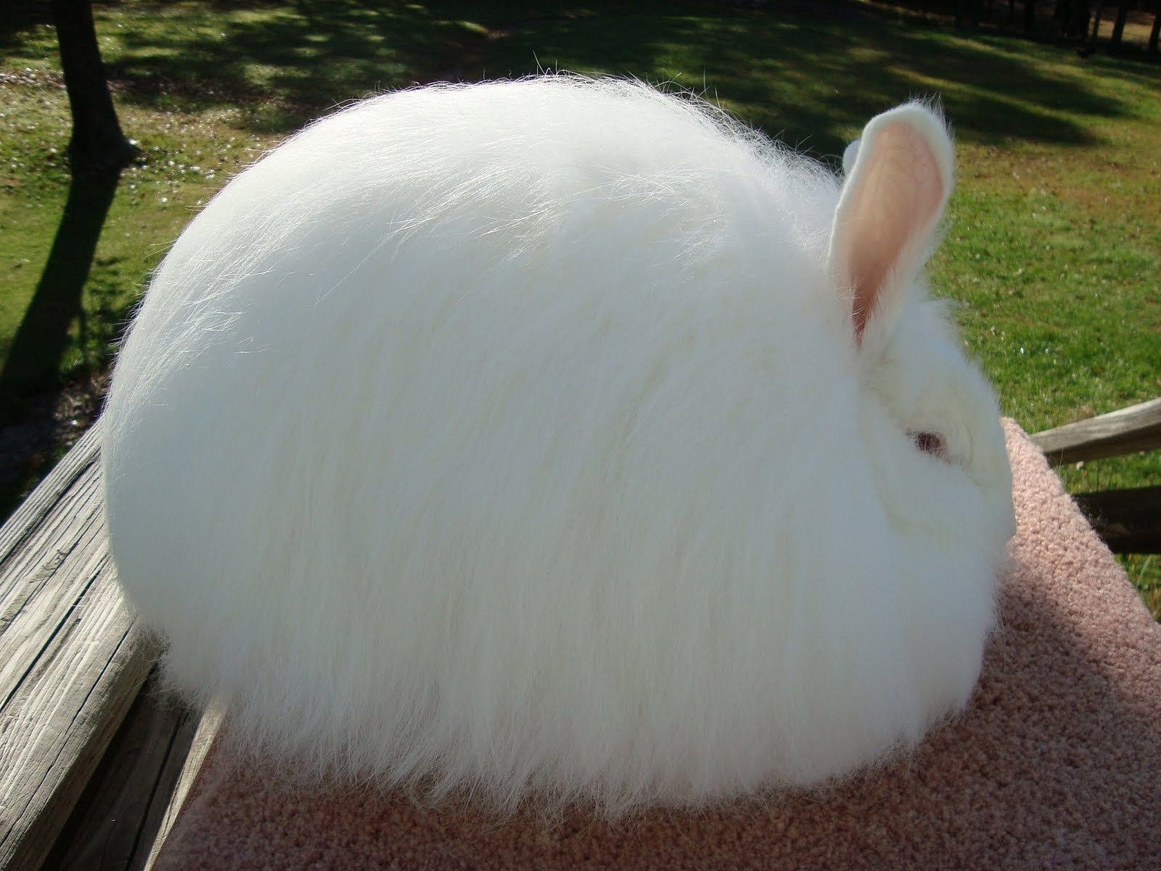 Какое животное самое толстое. Гигантский ангорский кролик. Пушистый ангорский кролик. Кролик ангорский (Дамский). Ангорский пуховой кролик.