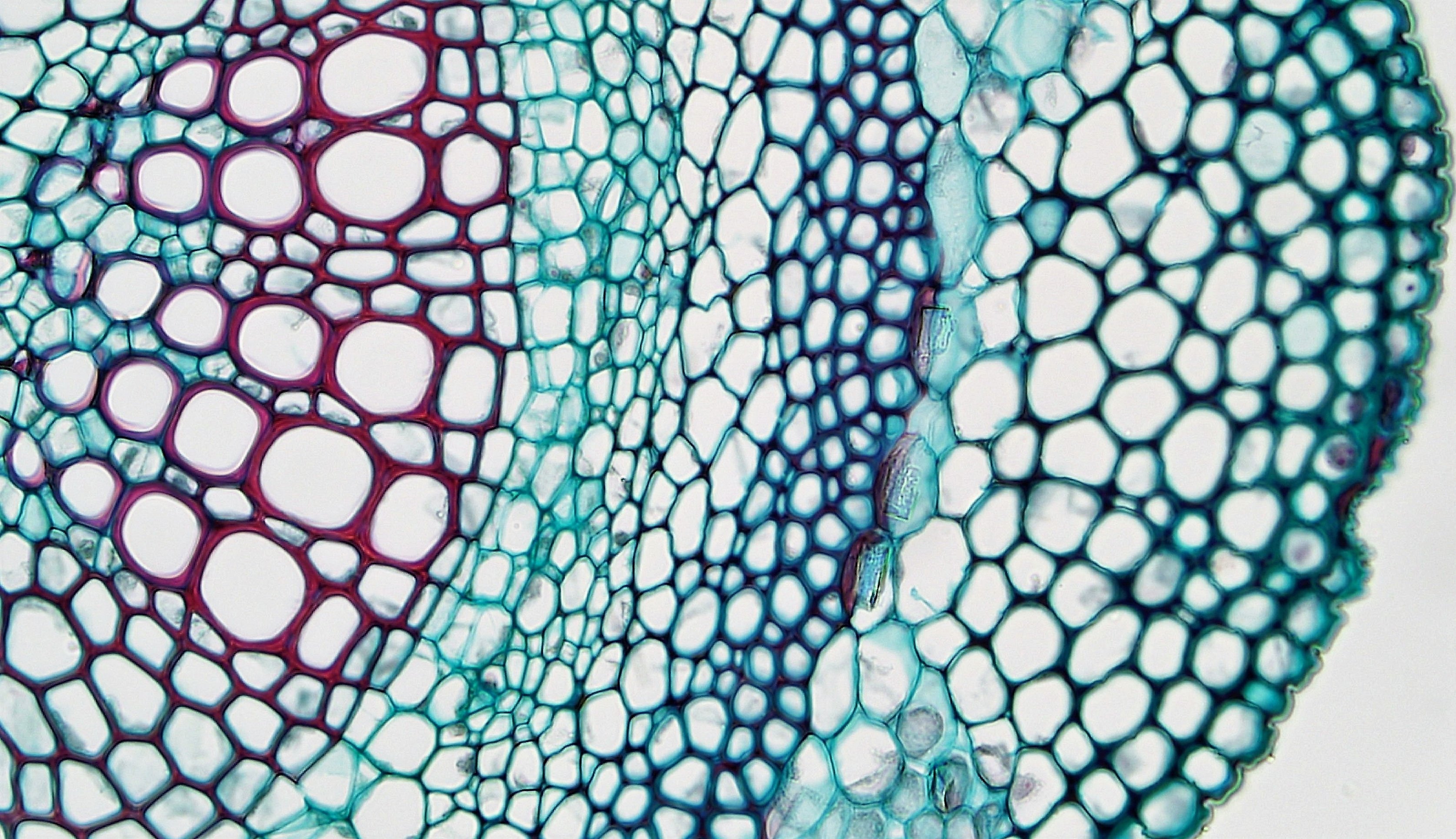 Механическая ткань растений под микроскопом
