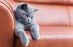 Антивандальная ткань для дивана (антикоготь): материал для мебели от кошек