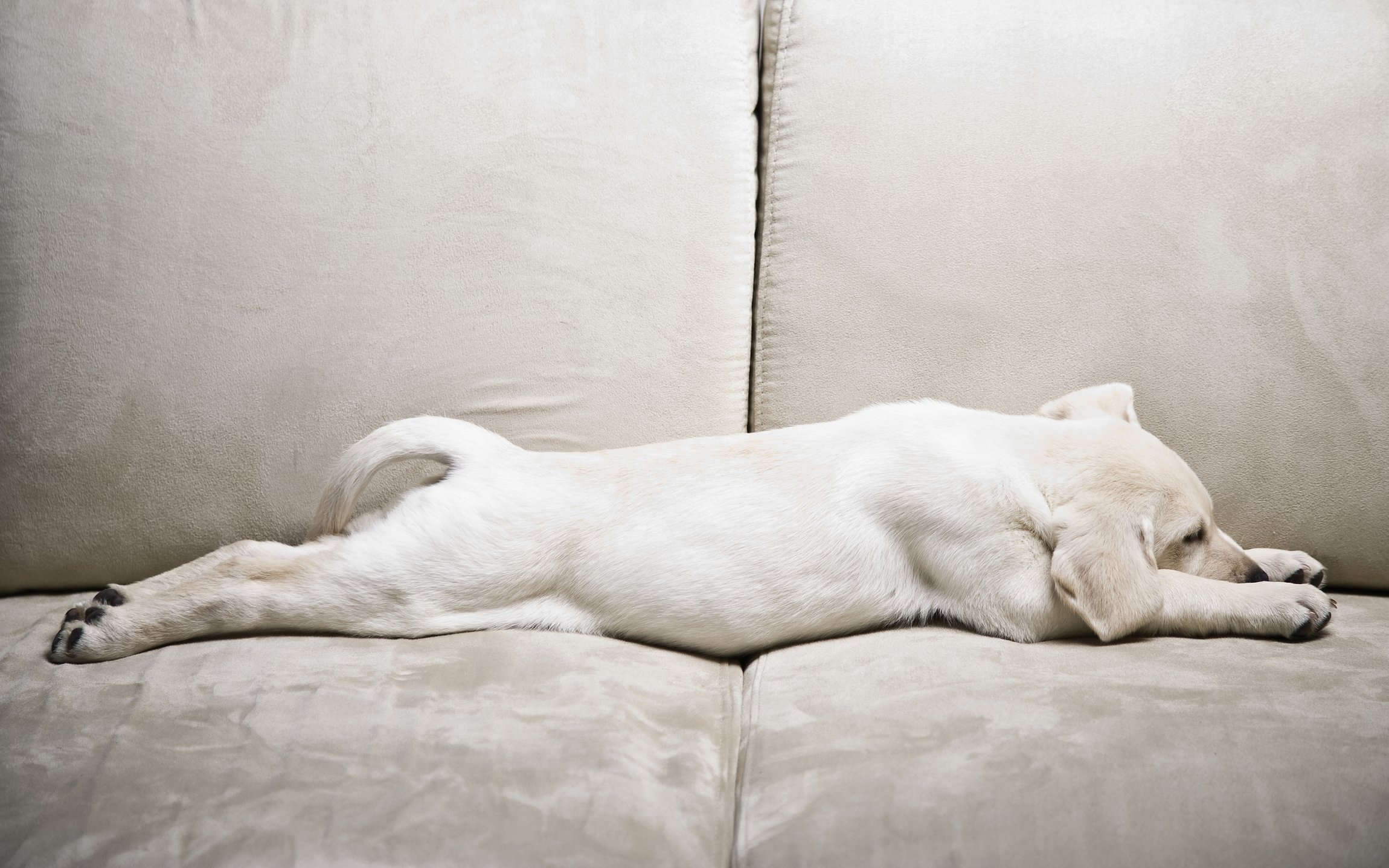 Собака на руках во сне. Собака лежит на животе. Диван для собаки. Собака валяется.