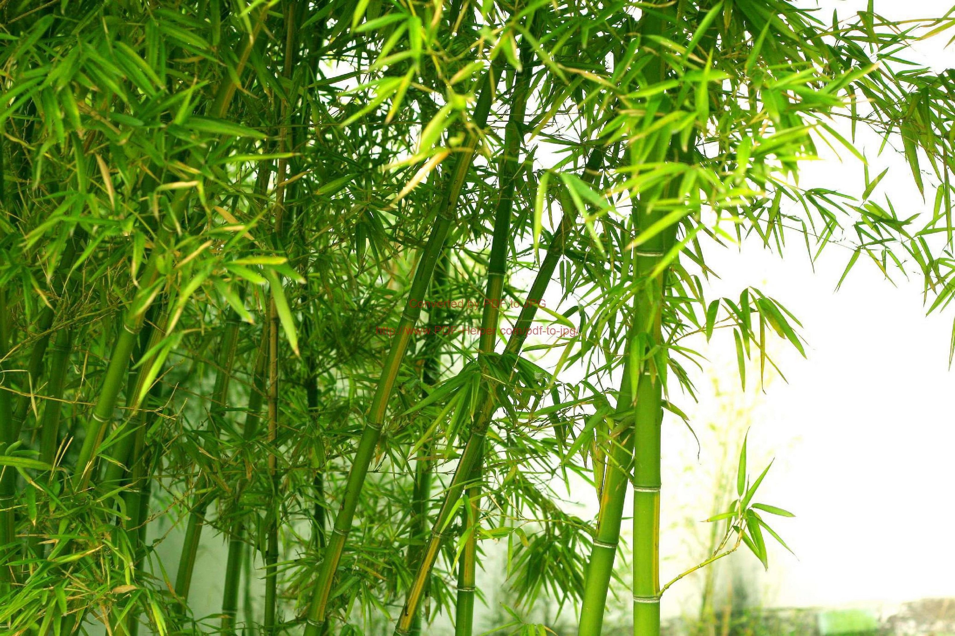 Триба Олировые бамбук