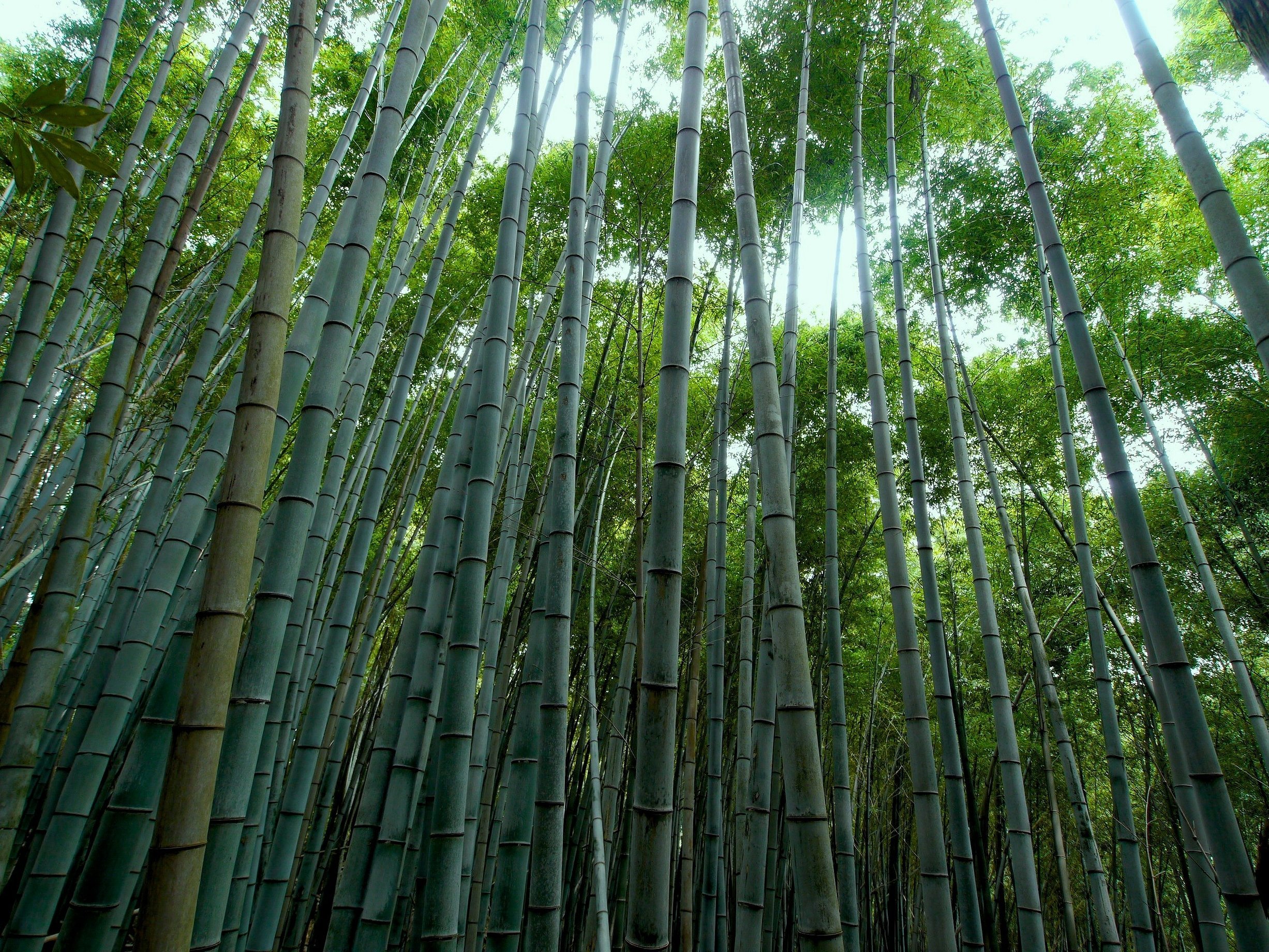 Бамбук в среднем вырастает. Бамбук листоколосник. Японский бамбук Мадаке. Бамбук Широшима. Бамбуковая роща Геншин.