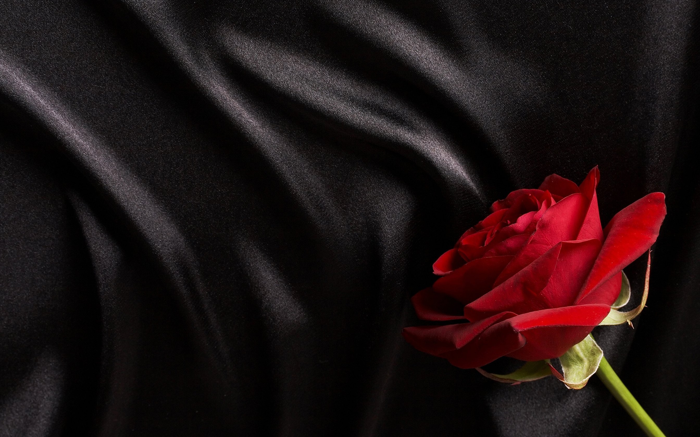 Бордовая роза на черном фоне