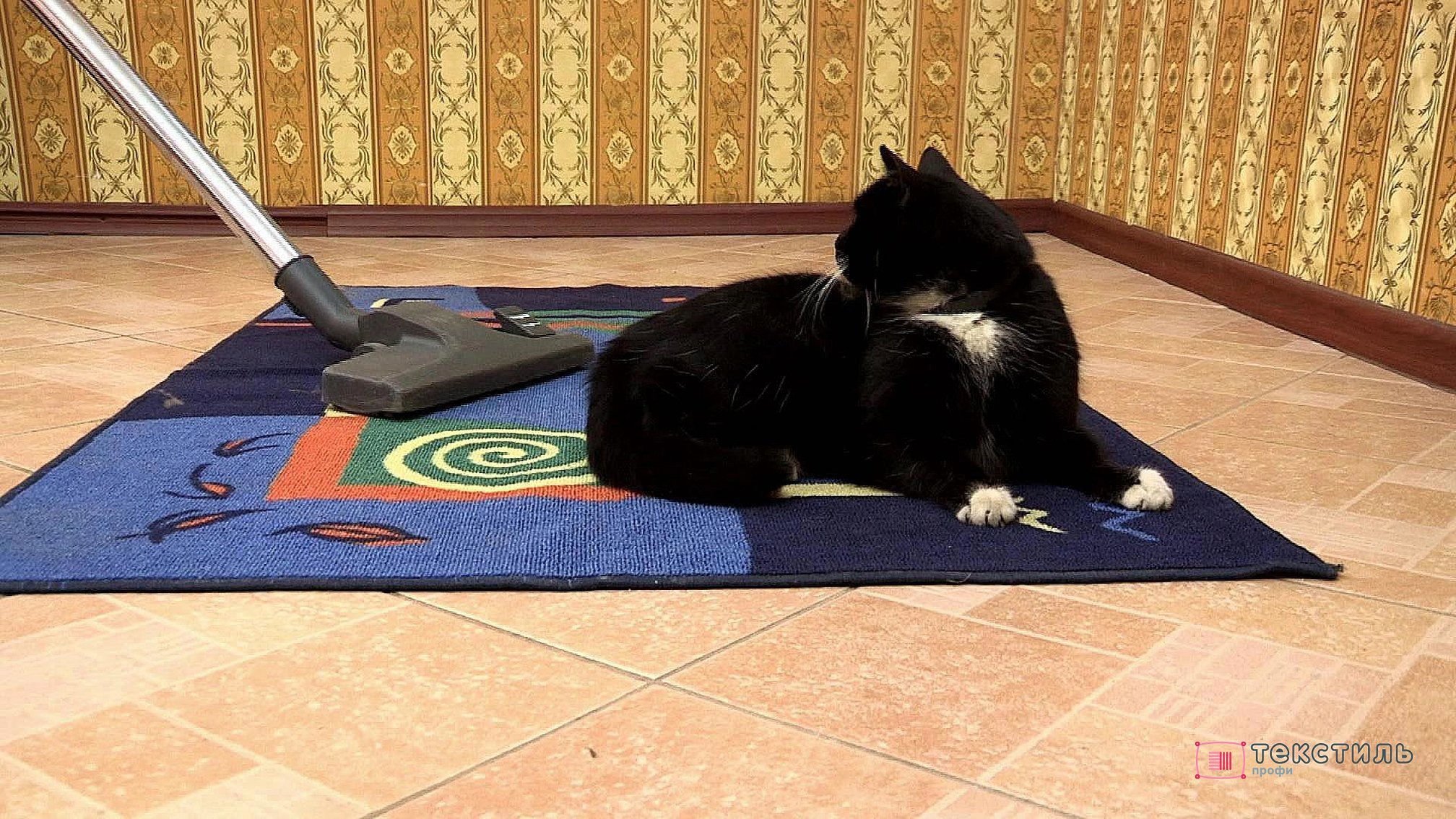 Кошачья шерсть на ковре