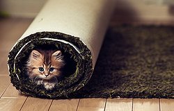 Как очистить ковер от «проделок» котов: гид по уборке кошачьей рвоты, экскрементов и мочи